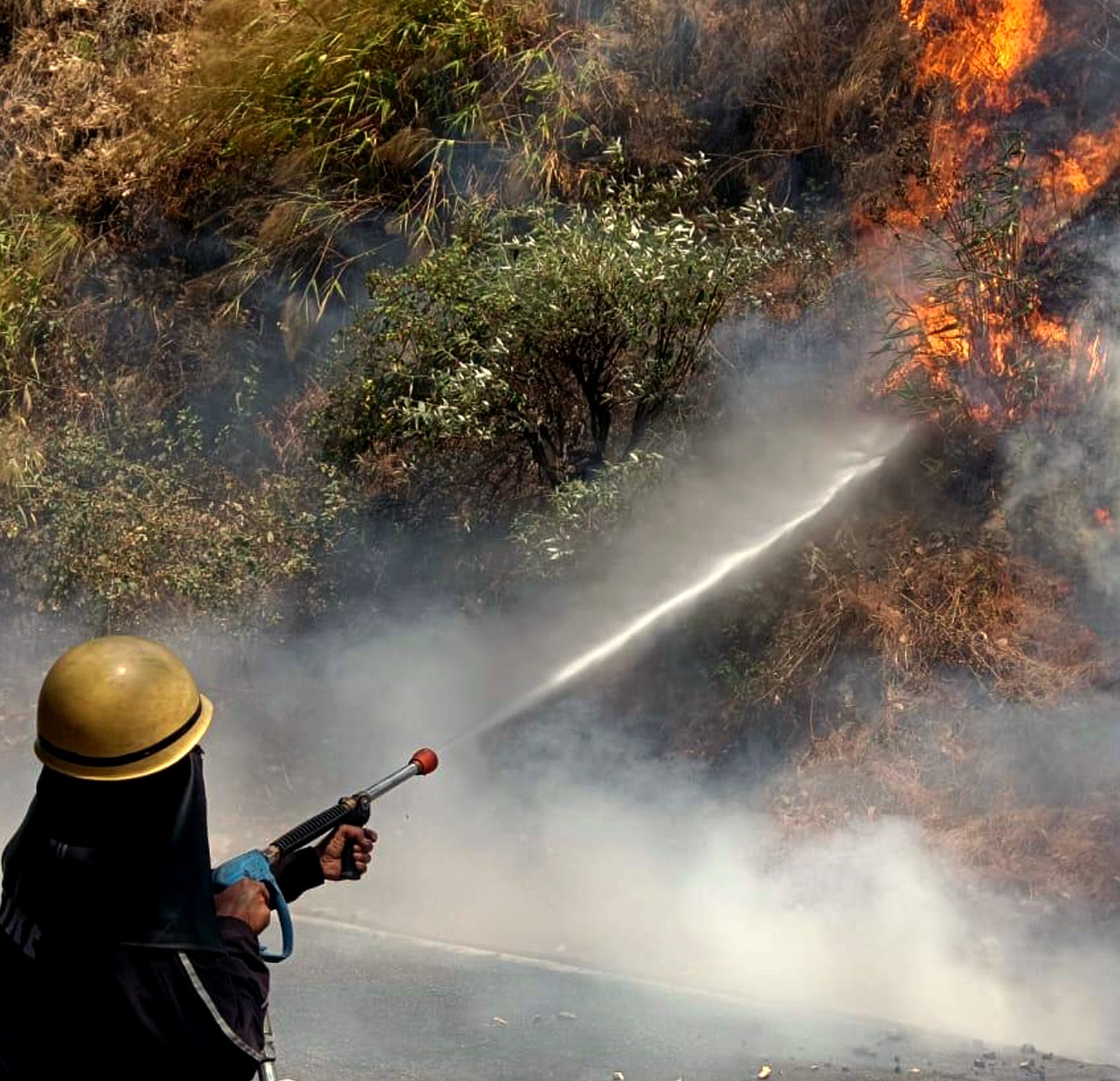 Fires break out in forest areas in Poonch, Rajouri districts – Rising ...