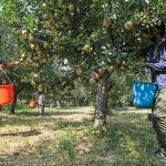 Apple Industry in Kashmir