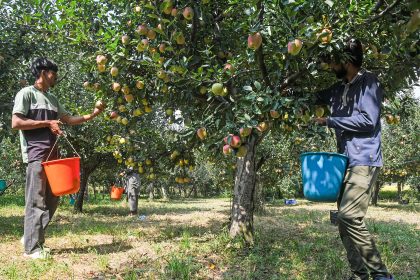 Apple Industry in Kashmir