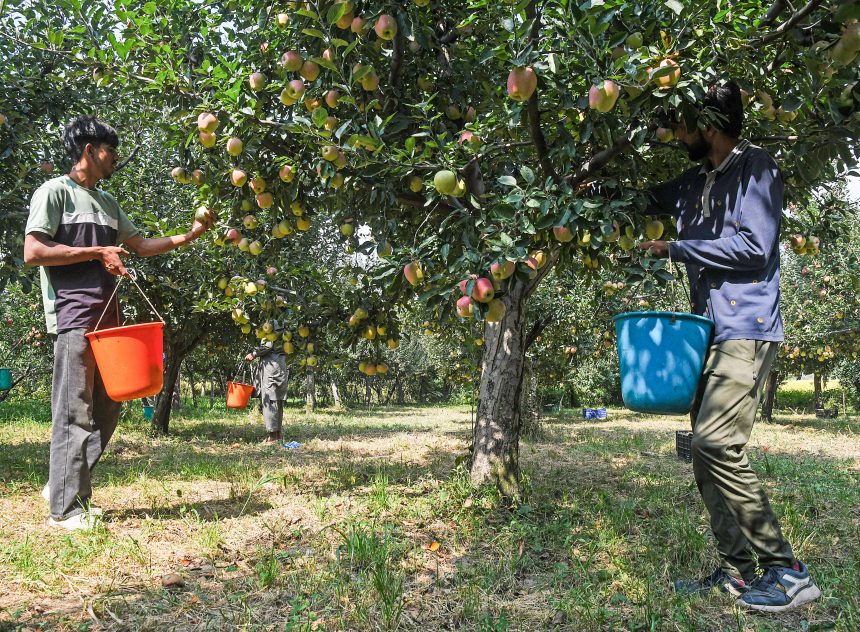 Apple Industry in Kashmir