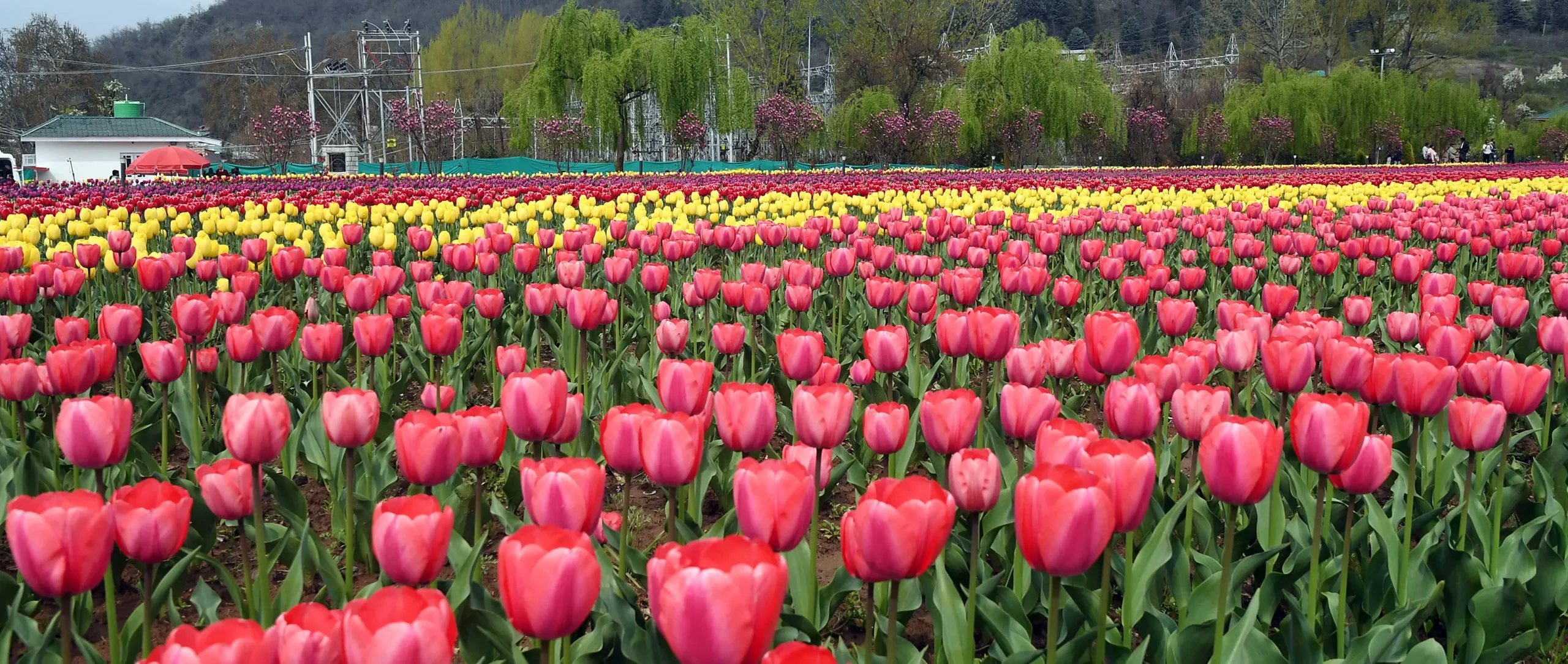 Online Ticket Booking System Started For Srinagar’s Tulip Garden