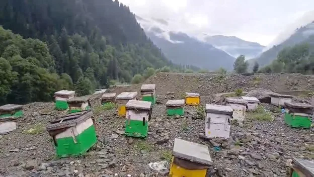 Rising Kashmir - Other - News Image