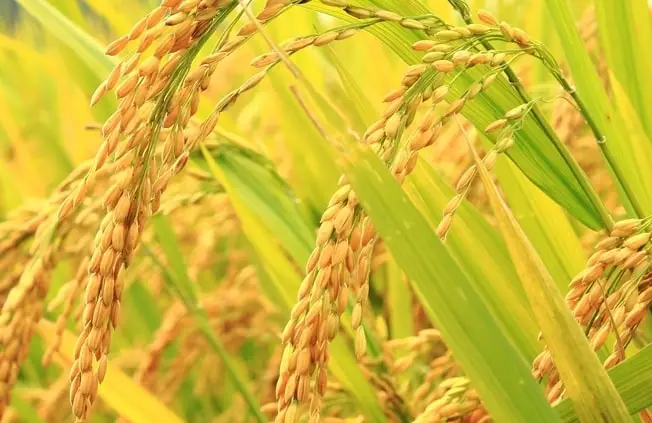 Farmers report doubling of rice yields with bumper harvest using SR-4 ...