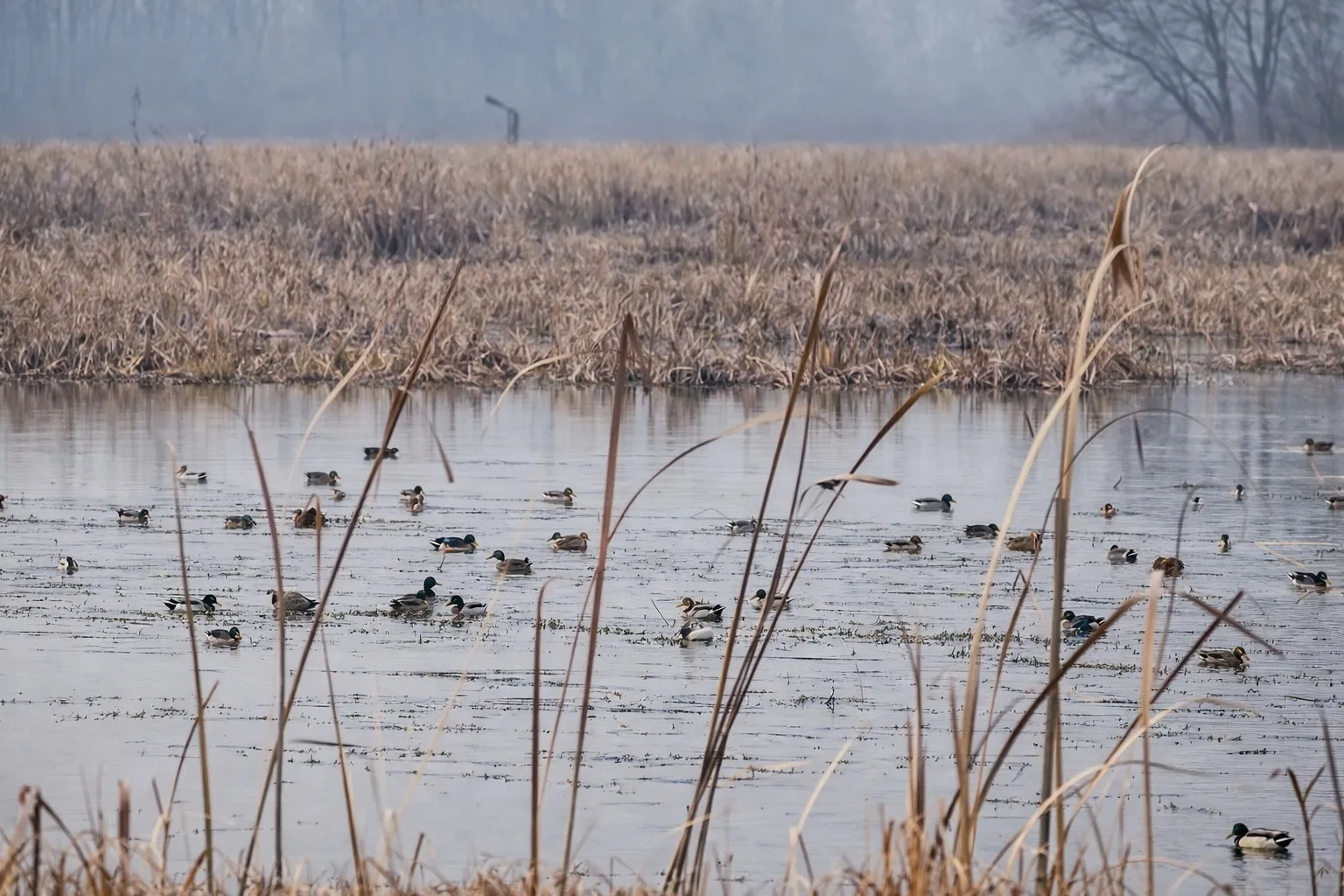 Over 2.5 lakh migratory birds flock to Shalabugh despite low snowfall