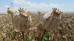 Seeds of Terror and the Shadow Economy Next Door: What Afghanistan’s Opium Story Warns Kashmir About