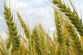 Spring-like heat in heart of winter raises water, agri concerns